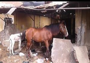 التحفظ على 4 أحصنة مربوطة بصناديق القمامة في شوارع بورسعيد