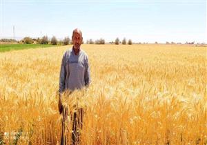 رئيس "الخدمات الزراعية": حصاد 50% من القمح.. ومستمرون حتى يونيو