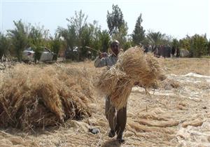 "جنوب سيناء": 845 فدانًا إجمالي زراعات القمح بالمحافظة