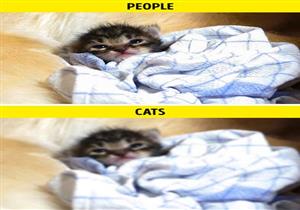 بالصور.. كيف تري الحيوانات العالم بأعينهم مقارنة بالإنسان؟