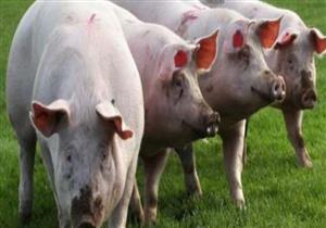 تسجيل حالات إصابة جديدة بحمى الخنازير الأفريقية شرقي الصين