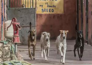 بيطري الشرقية: إعدام 187 ألف كلب ضال.. وتحصين 5 آلاف للحراسة