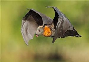 عالمة أميركية: الخفافيش بريئة من أزمة كورونا ونحن المذنبون