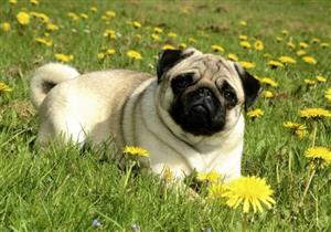 تقارير: إصابة أول كلب بكورونا في أمريكا