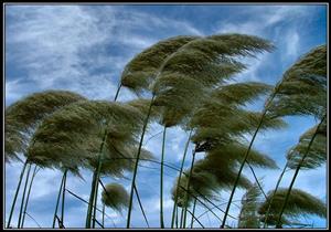 تركيز الملوثات ليلًا.. البيئة: سرعة الرياح تتجاوز 10 أمتار اليوم