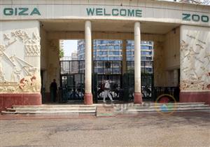 الأول من نوعه في الشرق الأوسط.. زيارة افتراضية للمتحف الحيواني بالجيزة