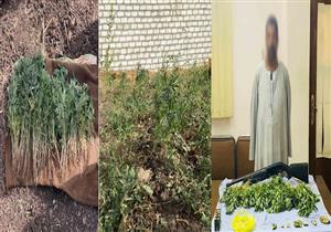 400 شجرة على نصف قيراط.. ضبط مزارع حول أرضه لزراعة البانجو في أسيوط 