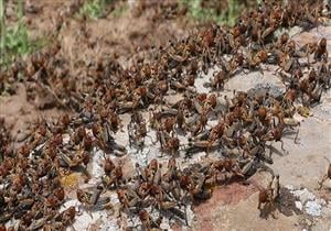 أسراب من الحشرات تجتاح لبنان بسبب الطقس الحار