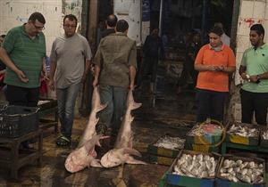 ارتفاع البلطي والبوري.. أسعار الأسماك في سوق العبور اليوم الأربعاء