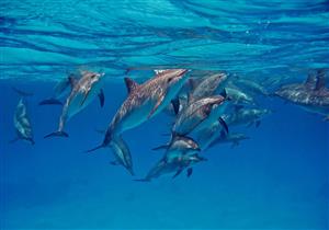 إنفلونزا الطيور تقتل الأسماك- مخاوف من وباء قاتل