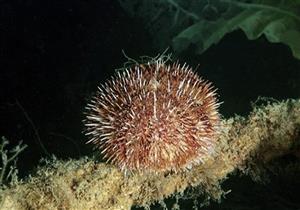 باحثون: النباتات البحرية والطحالب مفيدة في تأهيل المتعافين من "كوفيد-19"