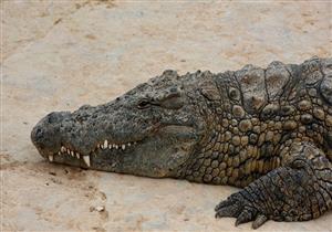 بعد مقتل 8 أشخاص.. دعوات لقتل التماسيح في موزمبيق