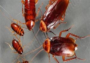 بالليمون.. طرق بسيطة للتخلص من الصراصير في المنزل