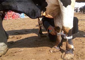 تعرف على الحكم الشرعي في ذبح "عجل" عقيقة عن أكثر من ولد 