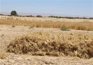 انتهاء موسم حصاد القمح في الوادى الجديد