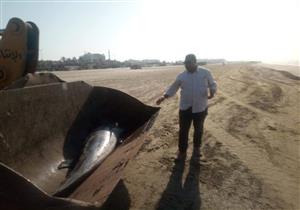 بالصور.. العثور على دولفين نافق بشاطئ بورسعيد