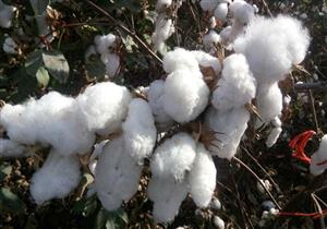 3 شركات قطاع خاص تشتري 3.2 ألف قنطار في أحدث مزاد للقطن