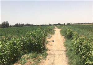 "المخدرات وسط القمح".. ضبط مزرعة بانجو في المنوفية