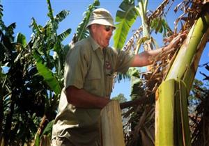 "وباء" يتفشى مثل فيروس كورونا يهدد زراعة الموز حول العالم