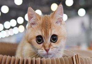 باحثون: الحساسية الناجمة عن الحيوانات الأليفه تقي من كورونا