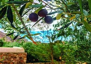 "الزواتين".. "وادي الفواكه ومائدة السياح" في رحلة صعود جبل موسى