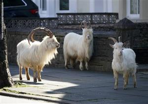 الوجه الآخر لـ"كورونا".. حيوانات العالم تستمتع بالحرية في حدائقها