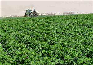 توفيق لمصراوي: تجربة زراعة قطن قصير التيلة في العوينات وتقييمها في أكتوبر