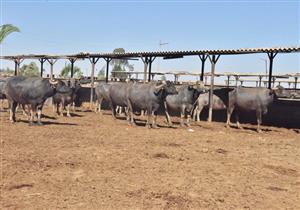 الزراعة: 10 مليارات جنيه لمشروعات الثروة الحيوانية وصناعة اللحوم