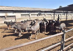 استعدادًا للعيد.. طرح أبقار وجاموس ولحوم بلدي بأسعار مخفضة في أسيوط