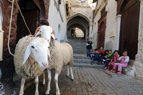 شروط اختيار الأضحية السليمة في عيد الأضحى.. الإرشاد البيطري يكشف