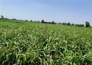 "الزراعة" تتابع حقول تقاوي المحاصيل الاستراتيجية على مستوى الجمهورية