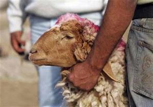 بأسعار الأضاحي ومنافذ البيع.. كيف استعدت "الزراعة" لعيد الأضحى المبارك؟ 