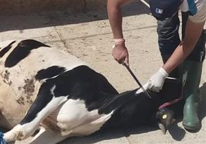 فيديو جرافيك| قبل عيد الأضحى.. عقوبتان لذبح الأضاحي في الشارع 