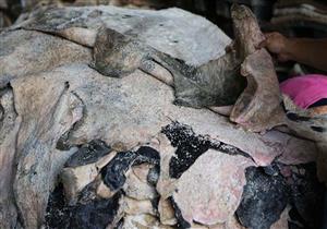 ​​الجيزة: فتح المجازر مجانًا للمواطنين وحظر نقل وحفظ جلود الأضاحى بدون تصريح