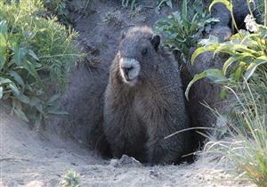ظهور الطاعون الدملي في الصين.. "موت أسود" قتل نصف سكان أوروبا سابقا