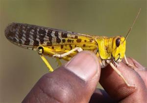   "الأكثر تدميرا في العالم".. دراسة تحذر من هذه الحشرة الخطيرة