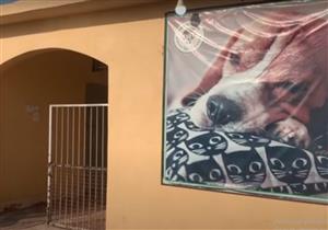 بـ"حمام سباحة وأكل طازة وغرفة خاصة".. حكاية حضانة الكلاب (فيديو)