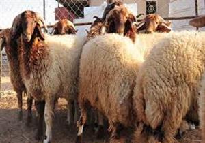  بعد تقسيم الأضحية أثلاثًا فسد ثلث الفقراء فماذا أفعل؟.. الإفتاء تجيب