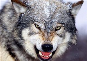 رجل يحلم أن يكون ذئبا.. لن تصدق ماذا فعل؟