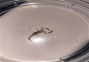 نجاة فتاة سعودية من لدغة عقرب تسلل إليها من طلب "ديلفري" 