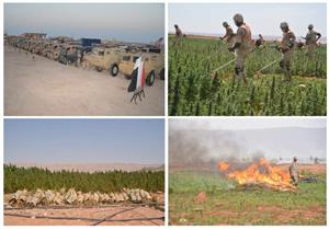 القوات المسلحة: القضاء على ١٦١ فدانًا من نبات البانجو والهيدرو المخدر بسيناء