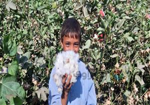 نائب وزير الزراعة: القطن يمثل مصدرًا كبيرًا للدخل القومي