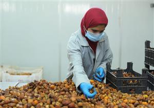 وفد من "الزراعة" و"التعاون الدولي" يتفقدون محطة الفرز والتعبئة للحاصلات في الأقصر