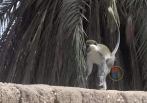 بعد تأكيد أهالٍ ظهور قرود بقريتين.. بيطري سوهاج: لا نتعامل معها