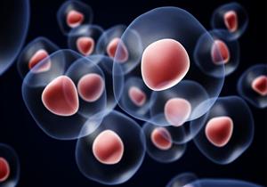 دراسة تكشف: خلايا الأمعاء لديها ذاكرة تتعرف على الأمراض وتواجهها