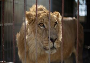 أدخلت رأسها إلى عرينه.. أسد يقتل طفلة ويصيب شقيقتها أثناء التنزه بحديقة حيوان