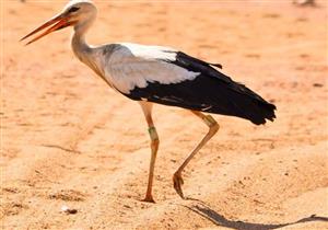 بالصور.. تأمين هجرة الطيور الحوامة خلال موسم الربيع بجنوب سيناء