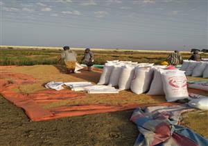 الزراعة: بدء حصاد الأرز بـ "كفر الشيخ و دمياط"