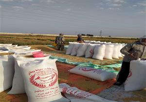 رئيس شعبة الأرز: "ارتفع سعر الأرز لأن البعض يستخدمه علف للحيوانات"