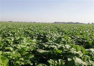 التموين: بدء توريد محصول البنجر إلى مصنع أبو قرقاص لإنتاج السكر - فيديو 